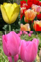 Tulip Triumph Collection (60 bulbs)